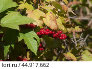 Ripe berries of red viburnum (Viburnum opulus) in a summer garden. Стоковое фото, фотограф Александр Курлович / Фотобанк Лори