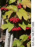 Ripe berries of red viburnum (Viburnum opulus) in a summer garden. Стоковое фото, фотограф Александр Курлович / Фотобанк Лори