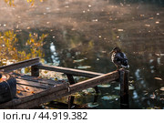 Ducks on the Trubezh river in Pereslavl-Zalessky early in the morning at dawn. Стоковое фото, фотограф Photojuli / Фотобанк Лори