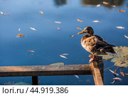 Ducks on the Trubezh river in Pereslavl-Zalessky early in the morning at dawn. Стоковое фото, фотограф Photojuli / Фотобанк Лори