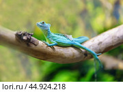 A lizard is a real basilisk sitting on a branch. Стоковое фото, фотограф Татьяна Степанищева / Фотобанк Лори