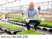 male gardener swaps pallets with young deren seedlings for full formation of plant. Стоковое фото, фотограф Яков Филимонов / Фотобанк Лори