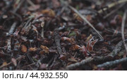 Ants in an anthill macro photography. Стоковое видео, видеограф Igor Skripachev / Фотобанк Лори