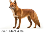 Asiatic wild dog Dhole on white background. Стоковое AI-изображение, AI-художник Veniamin Kraskov / Фотобанк Лори