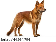 Asiatic wild dog Dhole on white background. Стоковое AI-изображение, AI-художник Veniamin Kraskov / Фотобанк Лори