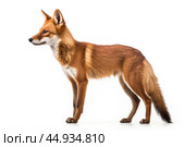 Asiatic wild dog Dhole on white background. Стоковое AI-изображение, AI-художник Veniamin Kraskov / Фотобанк Лори