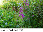 Красивые малиновые цветы дербенника иволистного, Lythrum, на болотистом берегу реки Красивая Меча, Тульская область, Россия. Стоковое фото, фотограф Андрей Цыганков / Фотобанк Лори