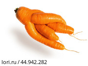 Fresh big red carrot of an unusual shape on an isolated white background. Freakish kind of vegetables. Стоковое фото, фотограф Дмитрий Кобзев / Фотобанк Лори