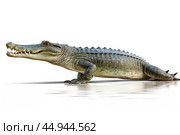 A gharial, a long-snouted crocodile with a narrow muzzle on white background. Стоковое AI-изображение, AI-художник Veniamin Kraskov / Фотобанк Лори