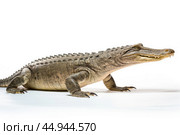 A gharial, a long-snouted crocodile with a narrow muzzle on white background. Стоковое AI-изображение, AI-художник Veniamin Kraskov / Фотобанк Лори
