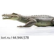 A gharial, a long-snouted crocodile with a narrow muzzle on white background. Стоковое AI-изображение, AI-художник Veniamin Kraskov / Фотобанк Лори
