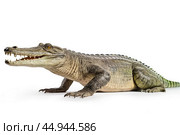 A gharial, a long-snouted crocodile with a narrow muzzle on white background. Стоковое AI-изображение, AI-художник Veniamin Kraskov / Фотобанк Лори