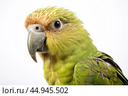 Kakapo parrot on white background. Стоковое AI-изображение, AI-художник Veniamin Kraskov / Фотобанк Лори