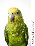 Kakapo parrot on white background. Стоковое AI-изображение, AI-художник Veniamin Kraskov / Фотобанк Лори
