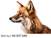 Maned Wolf on white background. Стоковое AI-изображение, AI-художник Veniamin Kraskov / Фотобанк Лори