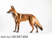 Maned Wolf on white background. Стоковое AI-изображение, AI-художник Veniamin Kraskov / Фотобанк Лори