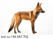 Maned Wolf on white background. Стоковое AI-изображение, AI-художник Veniamin Kraskov / Фотобанк Лори