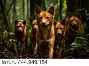 A pack of Dholes, also known as Asiatic wild dogs, in their natural habitat. Стоковое AI-изображение, AI-художник Veniamin Kraskov / Фотобанк Лори