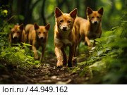 A pack of Dholes, also known as Asiatic wild dogs, in their natural habitat. Стоковое AI-изображение, AI-художник Veniamin Kraskov / Фотобанк Лори