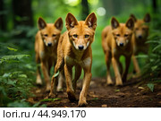 A pack of Dholes, also known as Asiatic wild dogs, in their natural habitat. Стоковое AI-изображение, AI-художник Veniamin Kraskov / Фотобанк Лори