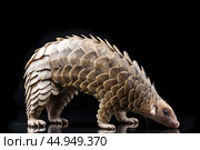 Pangolin delicately navigating its environment. Стоковое AI-изображение, AI-художник Veniamin Kraskov / Фотобанк Лори