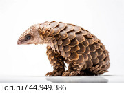 Pangolin on white background. Стоковое AI-изображение, AI-художник Veniamin Kraskov / Фотобанк Лори