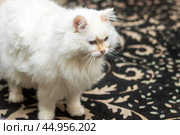 Felidae carnivore Cat with fawn fur, whiskers, snout, tail standing on rug. Стоковое фото, фотограф Аксенова Вера / Фотобанк Лори