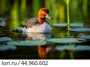 The elusive Madagascar Pochard, a rare and endangered duck species. Стоковое AI-изображение, AI-художник Veniamin Kraskov / Фотобанк Лори