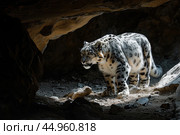 A snow leopard displaying its stealth and predatory instincts in the shadows of a rocky landscape. Стоковое AI-изображение, AI-художник Veniamin Kraskov / Фотобанк Лори