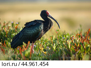 The exquisite details of the Northern Bald Ibis. Стоковое AI-изображение, AI-художник Veniamin Kraskov / Фотобанк Лори