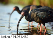 The exquisite details of the Northern Bald Ibis. Стоковое AI-изображение, AI-художник Veniamin Kraskov / Фотобанк Лори