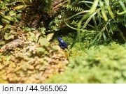 Blue poison dart frog in a terrarium among foliage. Стоковое фото, фотограф Евгений Харитонов / Фотобанк Лори