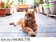 Недовольный рыжий мейнкун лежит на полу. Стоковое фото, фотограф Светлана Брайман / Фотобанк Лори
