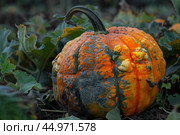 Warty pumpkin growing in pumpkin patch surrounded by green leaves. Стоковое AI-изображение, AI-художник Иван Рябоконь / Фотобанк Лори