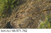 Flysch is a series of marine sedimentary rocks that are predominantly clastic in origin. Alternation of lithological layers. A stream of water or sewage running down a rock. Caucasus Mountains. Стоковое видео, видеограф Юлия Петровская / Фотобанк Лори