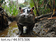 The pygmy hippopotamus is a small, shy, semi-aquatic mammal native to the forests and swamps of West Africa. Стоковое AI-изображение, AI-художник Veniamin Kraskov / Фотобанк Лори
