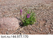 Дербенник иволистный (Lуthrum salicаria) или плакун-трава. Стоковое фото, фотограф Елена Арсентьева / Фотобанк Лори