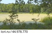 A forest swamp or a swampy lake in the forest. View of the swamp through the branches of trees. Camera panning. Стоковое видео, видеограф Александр Прошкин / Фотобанк Лори