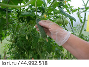 Женская рука срывает зрелый огурец в теплице. Стоковое фото, фотограф Терехова Марина / Фотобанк Лори