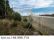 Big trap in Fringilla field ornithological station. in the Curonian Spit National Park. Russia (2021 год). Редакционное фото, фотограф Elena Odareeva / Фотобанк Лори