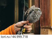 Eurasian sparrowhawk or Accipiter nisus in hand in Fringilla field ornithological station. in the Curonian Spit National Park. . Russia. Стоковое фото, фотограф Elena Odareeva / Фотобанк Лори