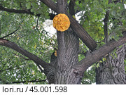 Трутовик серно-жёлтый (Laetiporus sulphureus) необычной формы в виде цветка на дубе. Стоковое фото, фотограф Владимир Литвинов / Фотобанк Лори