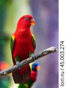 Chattering lory, Lorius garrulus. Стоковое фото, фотограф Александр Подшивалов / Фотобанк Лори