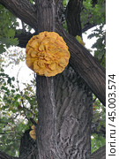 Трутовик серно-жёлтый (Laetiporus sulphureus) необычной формы в виде цветка на дубе. Стоковое фото, фотограф Владимир Литвинов / Фотобанк Лори