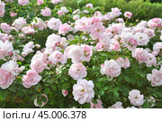Прекрасные распустившиеся розы (Rosa) Стоковое фото, фотограф Алёшина Оксана / Фотобанк Лори