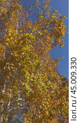 Vertical video of autumn background with bright yellow birch tree against blue sky in city park on sunny October day. Change seasons concept. Floral autumnal backdrop. Time of golden autumn, calendar. Стоковое видео, видеограф Виктория Катьянова / Фотобанк Лори