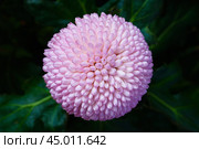 Close up view on a pink Chrysanthemum flower on a black background. Стоковое фото, фотограф Михаил Строгалев / Фотобанк Лори