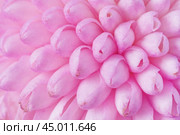 Close up view on a pink Chrysanthemum flower as background, texture (macro) Стоковое фото, фотограф Михаил Строгалев / Фотобанк Лори