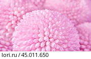 Close up view on a pink Chrysanthemum flowers as background (shallow depth of field) Стоковое фото, фотограф Михаил Строгалев / Фотобанк Лори