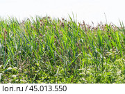 Заросли тростника обыкновенного, или южного (Phragmites australis, или Phragmites communis) вперемешку с прошлогодним. Стоковое фото, фотограф Алёшина Оксана / Фотобанк Лори